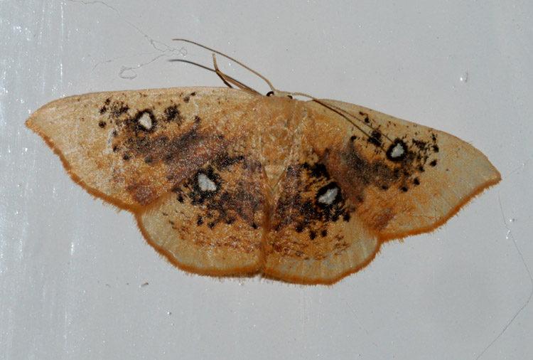 Cyclophora da conf. - Cyclophora (Cyclophora) albiocellaria